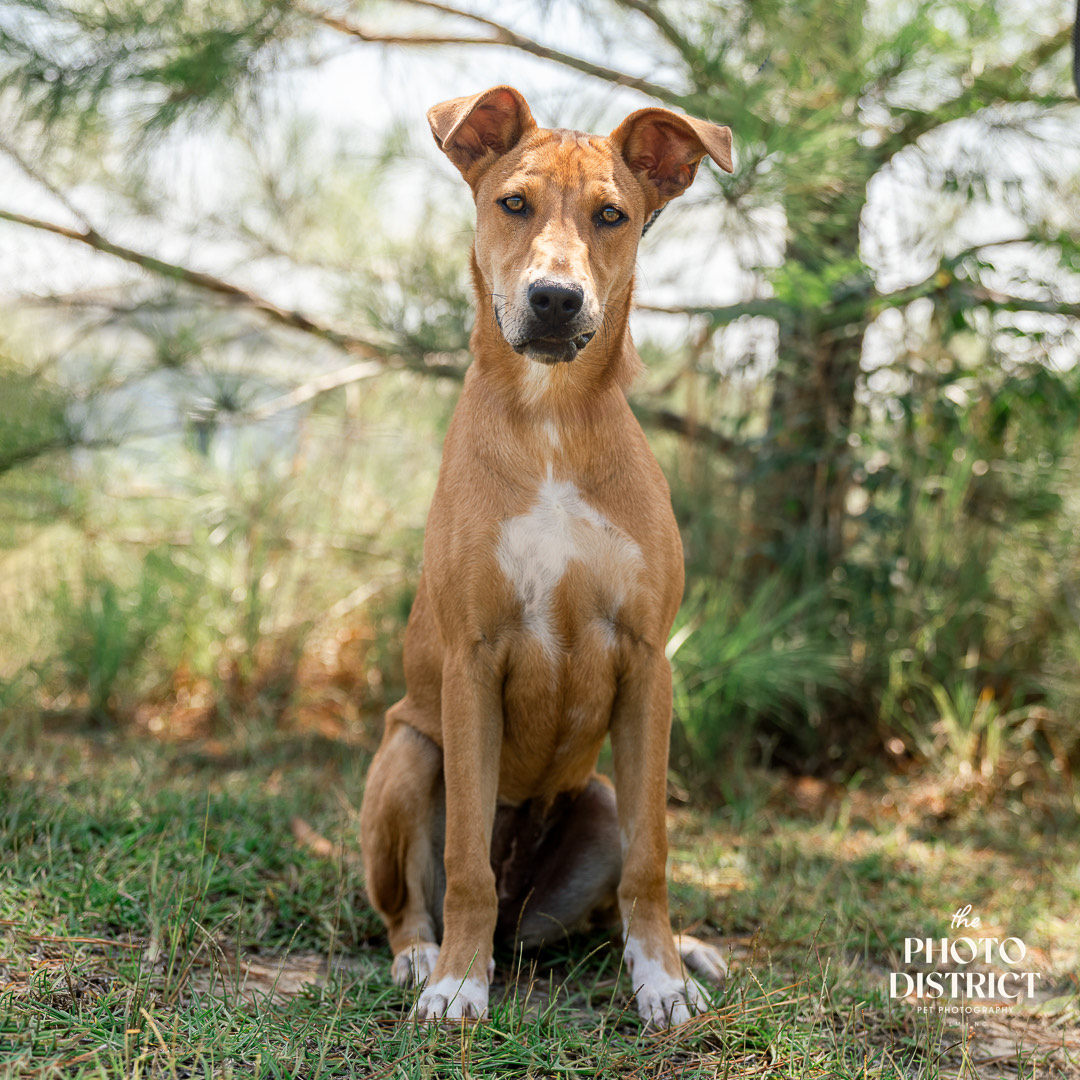 Pet Pal: 6-month-old hound mix looking for forever home - WWAYTV3
